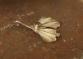 Gingko Leaf Pendant
