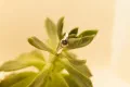 Silver Band With Grade AA Moissanite