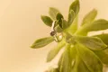 Silver Band With Grade AA Moissanite