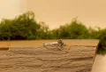 Marquise Solitaire Band