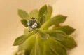 Marbella Sky Topaz Ring