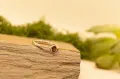 Floating Garnet Ring