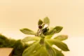Floating Garnet Ring