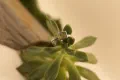 Modern Sol Citrine Ring