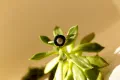Azure Pool Pearl Ring