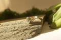 Heirloom Moon Glow Ring
